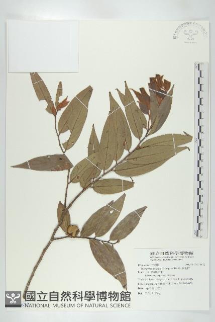 軟毛柿藏品圖，第1張