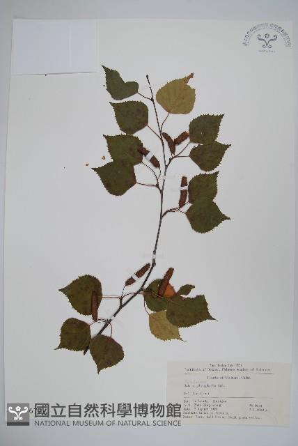 白樺、粉樺、臭樺藏品圖，第1張