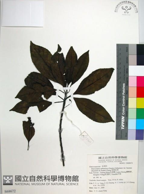 球果杜英、早田氏杜英藏品圖，第1張