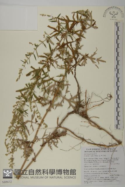 登錄號:S088672藏品圖，第1張