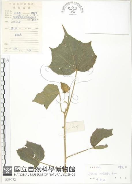 木芙蓉藏品圖，第1張