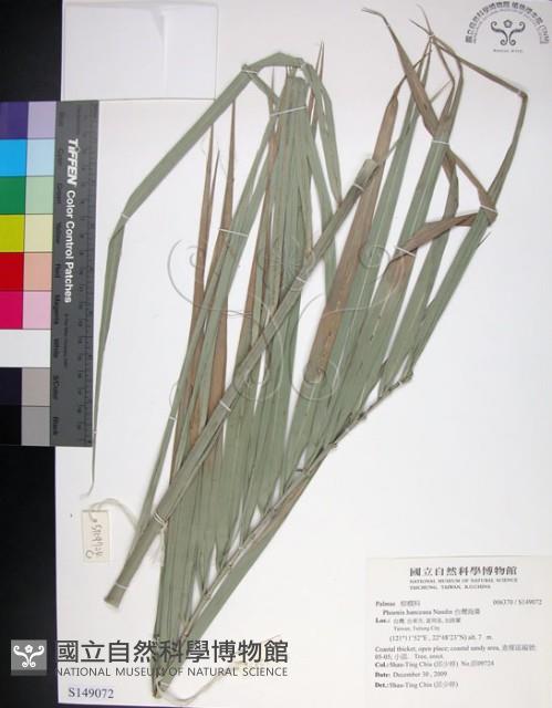 台灣海棗藏品圖，第1張