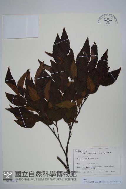 登錄號:S128072藏品圖，第1張