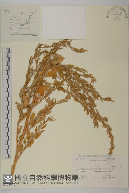 藜、灰藜藏品圖，第1張