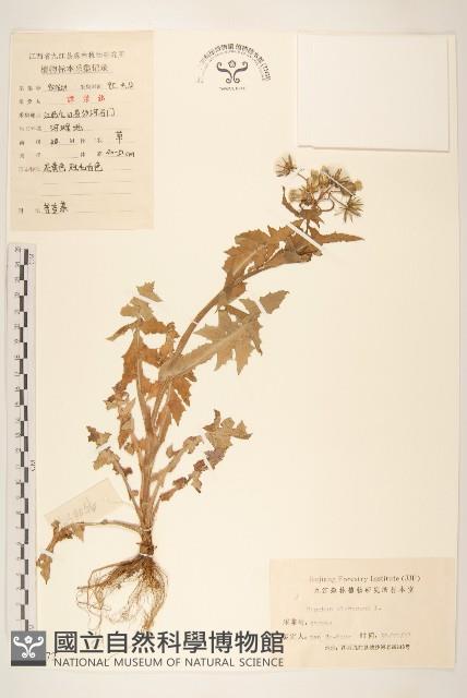 苦滇菜、苦菜藏品圖，第1張