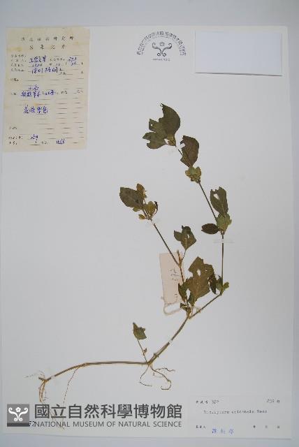 華九頭獅子草藏品圖，第1張