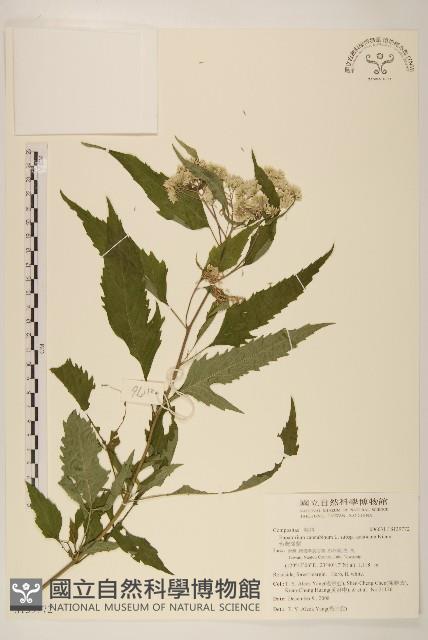 台灣澤蘭藏品圖，第1張