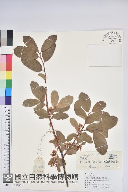 南燭藏品圖，第1張