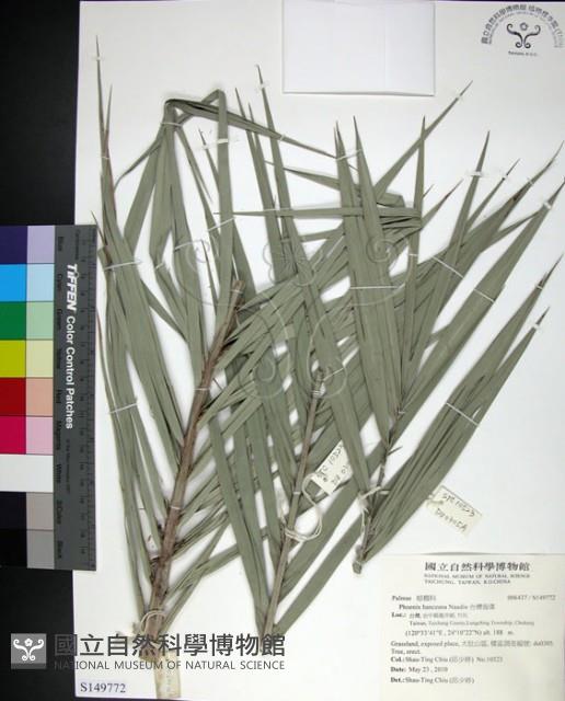 台灣海棗藏品圖，第1張