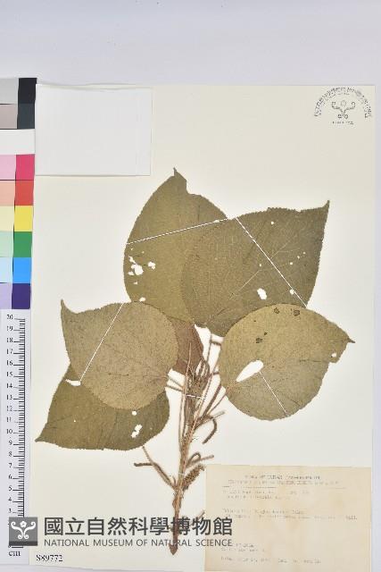 紅頭鐵莧、蘭嶼鐵莧藏品圖，第1張