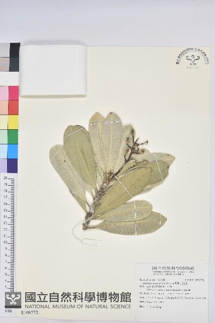 蘭嶼土沉香藏品圖，第1張