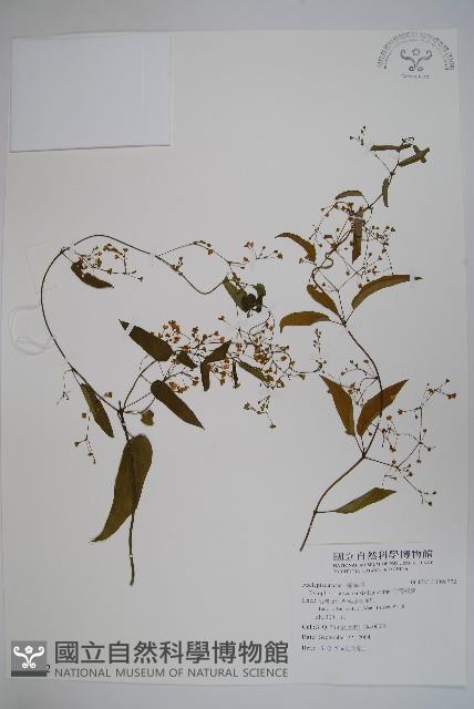 台灣鷗蔓藏品圖，第1張