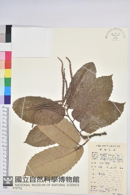 板栗藏品圖，第1張