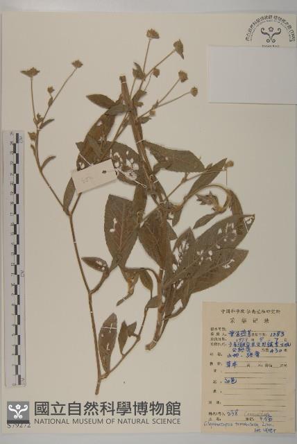 頭花銀背藤藏品圖，第1張