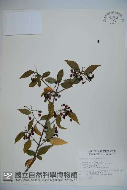 狹葉莢迷藏品圖，第1張