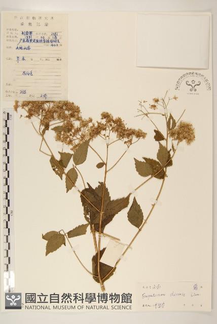 華澤蘭藏品圖，第1張