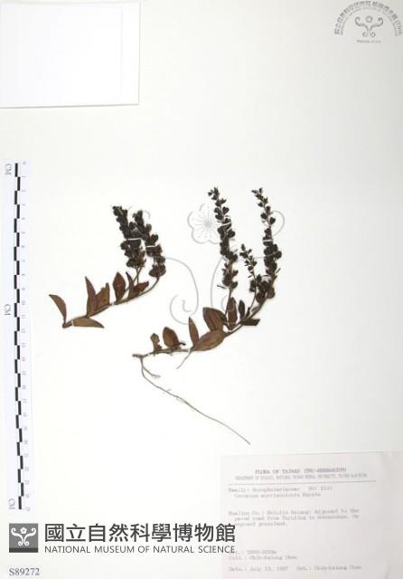 玉山水苦賈藏品圖，第1張