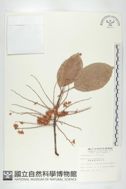 錫蘭橄欖、鋸葉杜英藏品圖，第1張