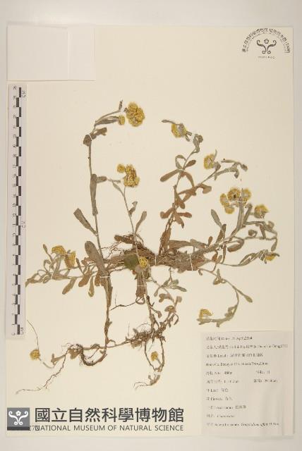 鼠麴草藏品圖，第1張