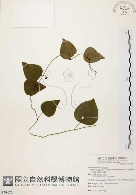 千金藤、金線吊烏龜藏品圖，第1張