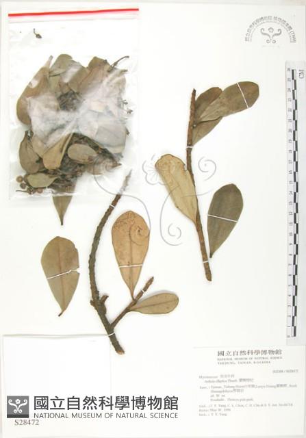 蘭嶼樹杞、蘭嶼紫金牛藏品圖，第1張