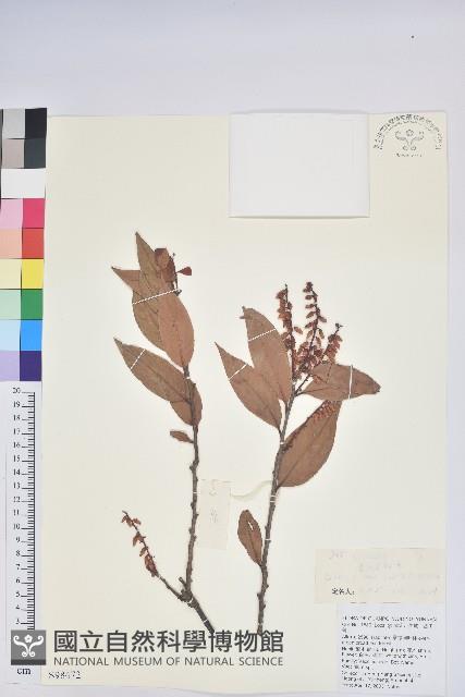 美麗馬醉木藏品圖，第1張