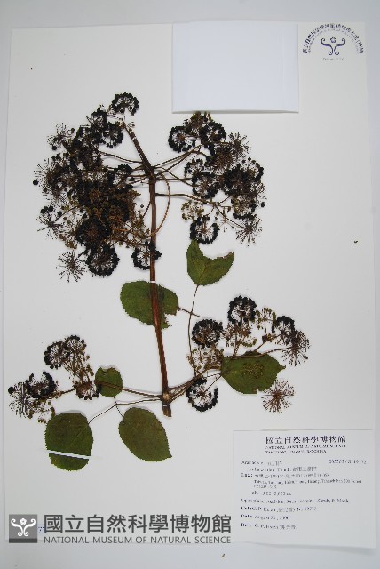 食用土當歸藏品圖，第1張