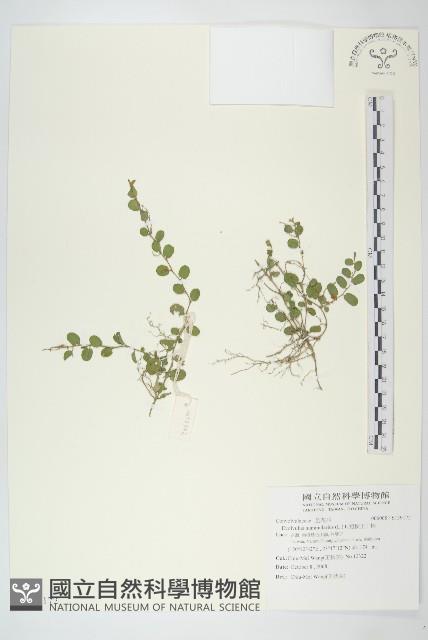 短梗土丁桂藏品圖，第1張