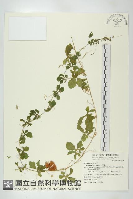 苦瓜藏品圖，第1張