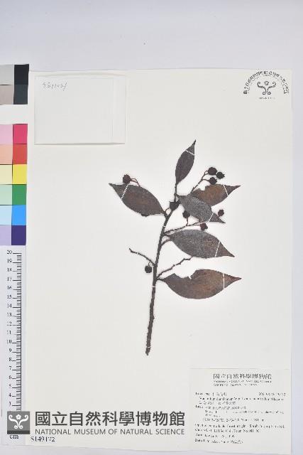 珍珠花、長尾葉越橘藏品圖，第1張