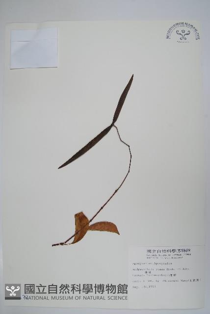 酸藤藏品圖，第1張