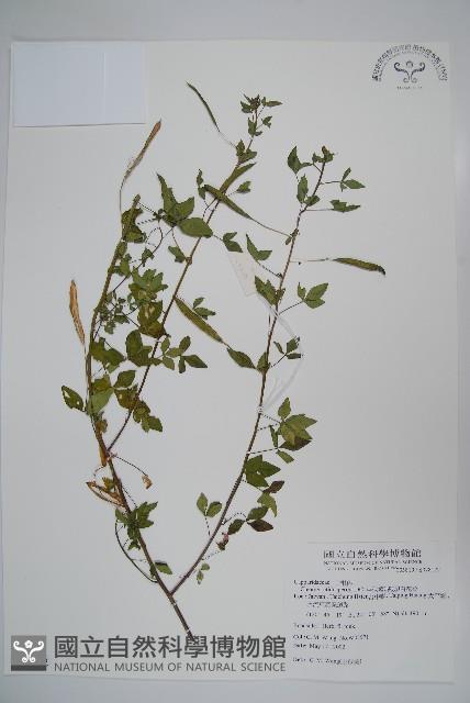 平伏莖白花菜、成功白花菜藏品圖，第1張
