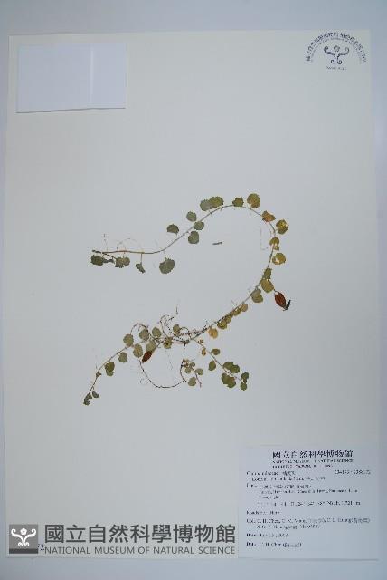 普刺特草藏品圖，第1張