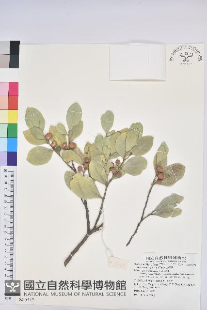 白樹仔藏品圖，第1張