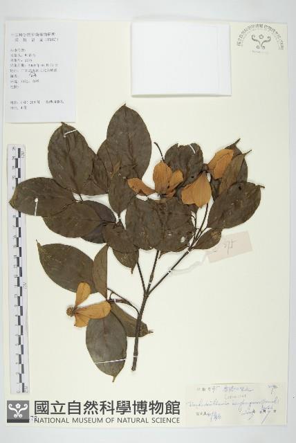 香港四照花藏品圖，第1張