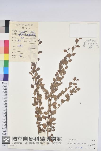 登錄號:S029372藏品圖，第1張