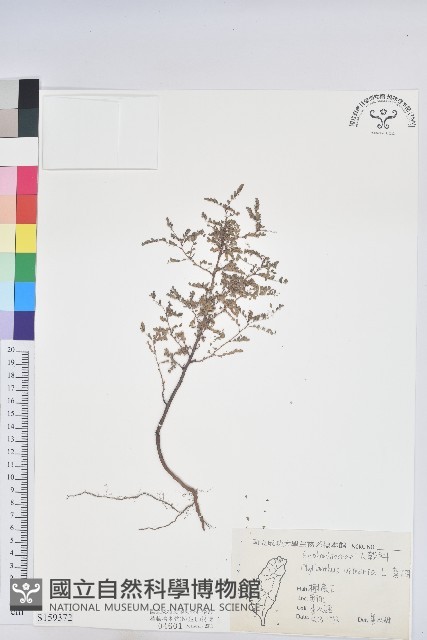 葉下珠、珠仔草藏品圖，第1張