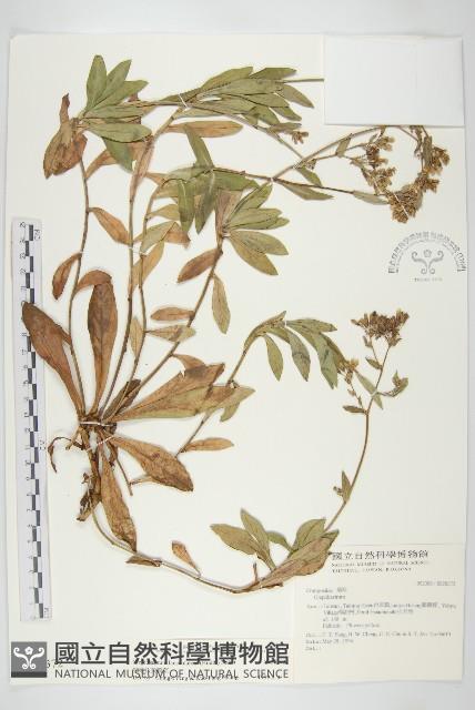 細葉假黃鵪菜藏品圖，第1張