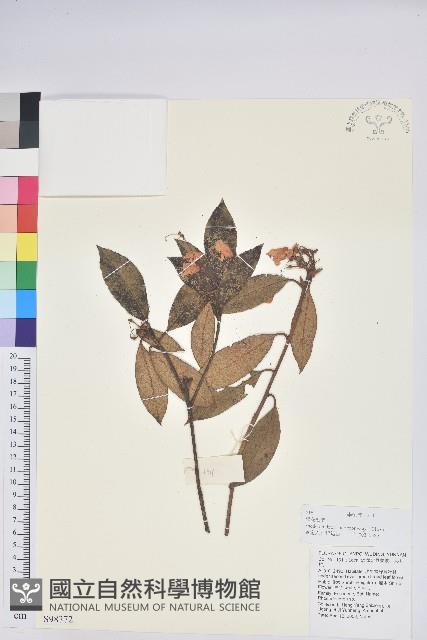 碟花杜鵑藏品圖，第1張