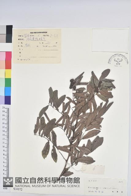 紅毛饅頭果藏品圖，第1張