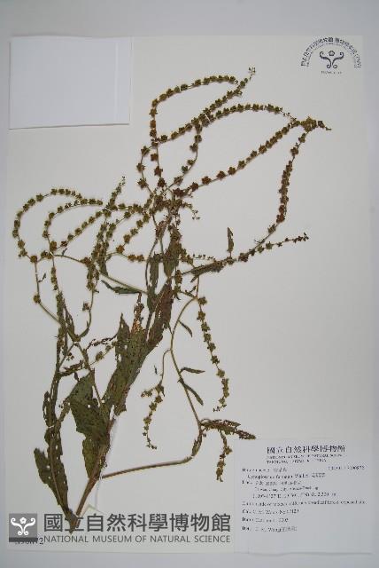 琉璃草藏品圖，第1張