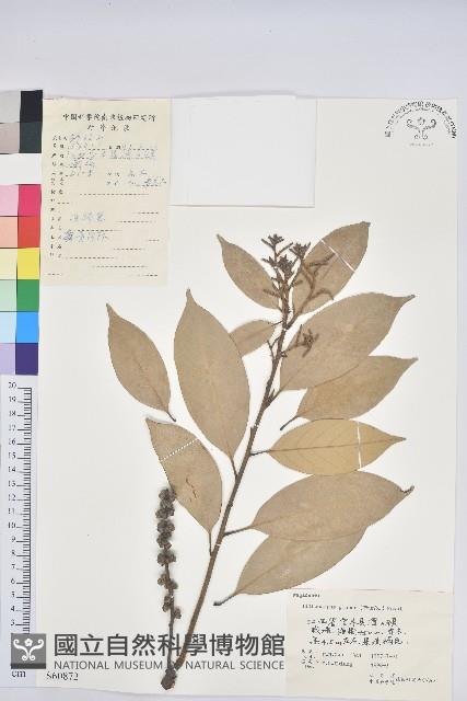 子彈石櫟藏品圖，第1張