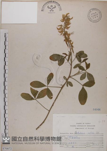 黃野百合藏品圖，第1張