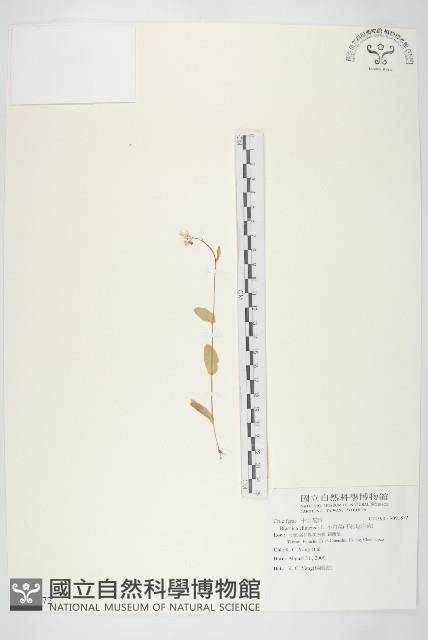 小白菜、不結球白菜藏品圖，第1張