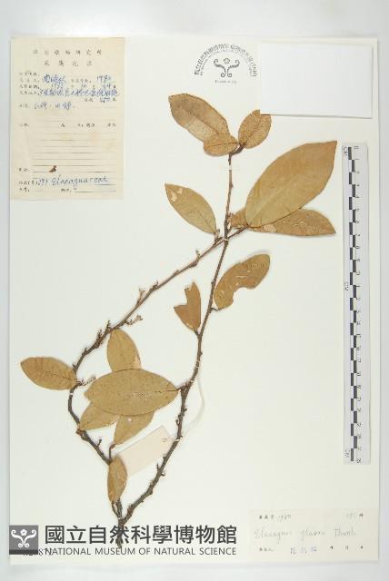 藤胡頹子藏品圖，第1張