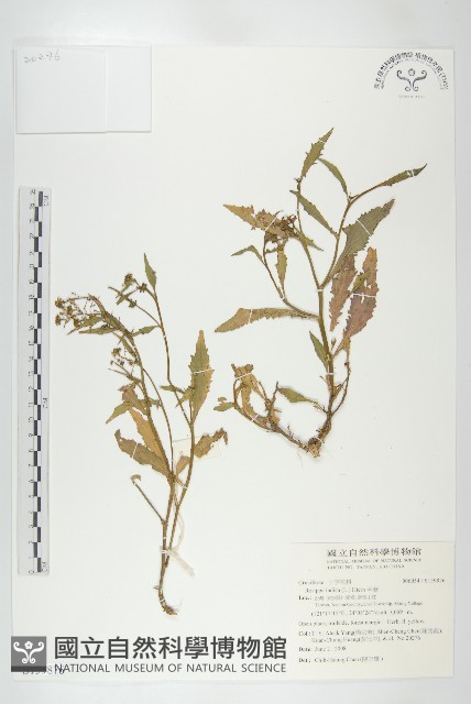 彎果黃菫藏品圖，第1張