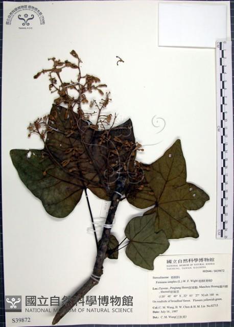 梧桐藏品圖，第1張