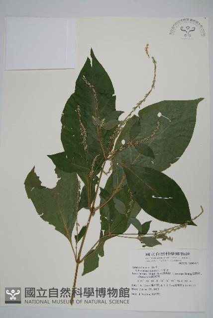 土牛膝藏品圖，第1張