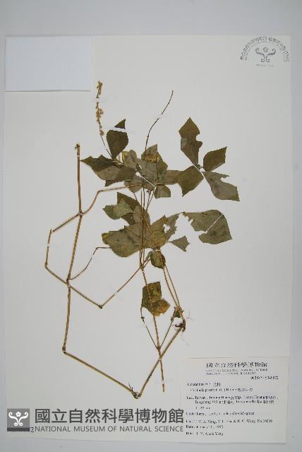 假川牛膝藏品圖，第1張