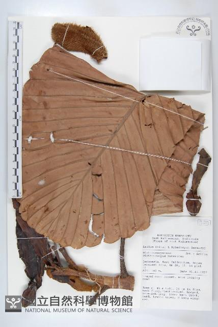 登錄號:S058872藏品圖，第1張